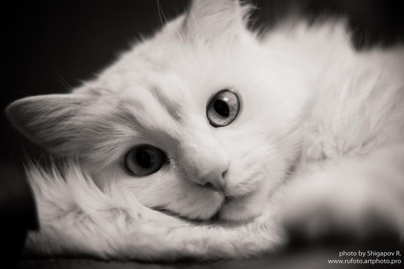 Фото жизнь (light) - Рустам Шигапов - Животные - Кошки тоже могут размышлять