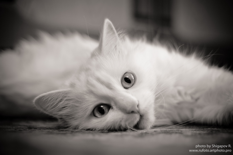 Фото жизнь (light) - Рустам Шигапов - Животные - Кошки тоже могут размышлять