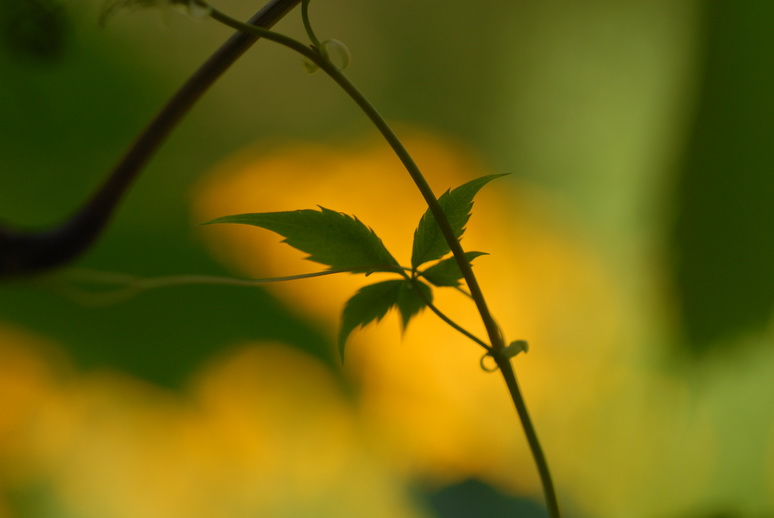Фото жизнь (light) - SteelAnt - корневой каталог - ****