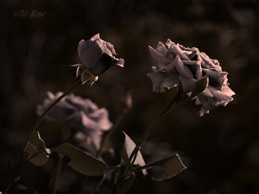 Фото жизнь - IceHammer - Flowers - Wild Rose