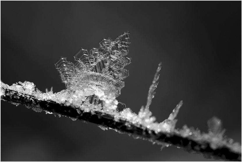 Фото жизнь (light) - gawr - макрообъекты и насекомые - ХРУСТАЛЬНЫЙ ЛИСТ