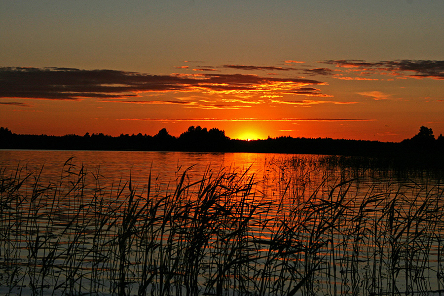 Фото жизнь (light) - Михаил Осипов - Заонежье - Камыш на закате