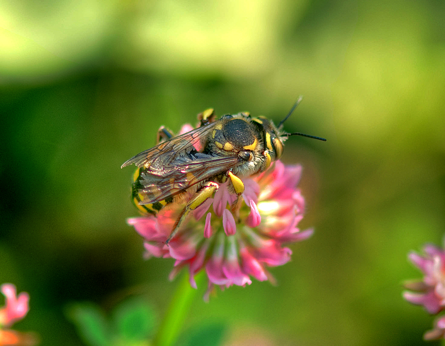 Фото жизнь (light) - J_U_L_I_A - МЕЛКИЕ - Прилег отдохнуть
