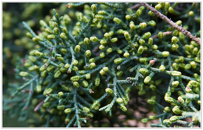 Фото жизнь (light) - fen - cards - **