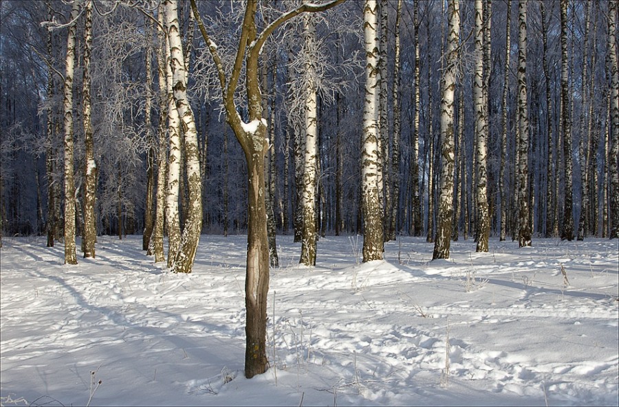 Фото жизнь (light) - serkot - Разное - Зима