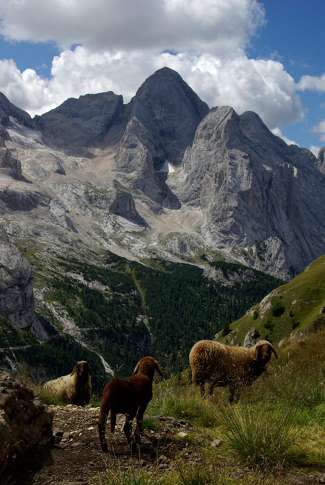 Фото жизнь - igor_yakubenko - Альпы - мы бедные овечки, никто нас не пасет -)
