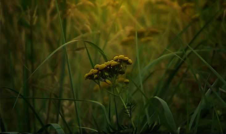 Фото жизнь (light) - Angela Wojtowska  - Природа, пейзаж - Утро...