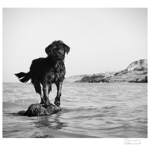 Фото жизнь - Дий Ива - Одесса - Чёрный Пёс-Рыбак