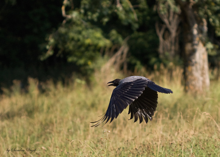 Фото жизнь (light) - dark-angel - Animals - Орель