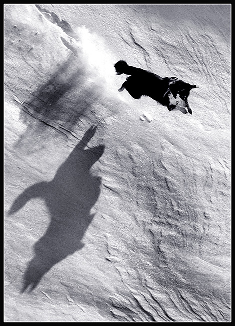 Фото жизнь (light) - Катерина Соболева - сверху -  и собаки летать умеют