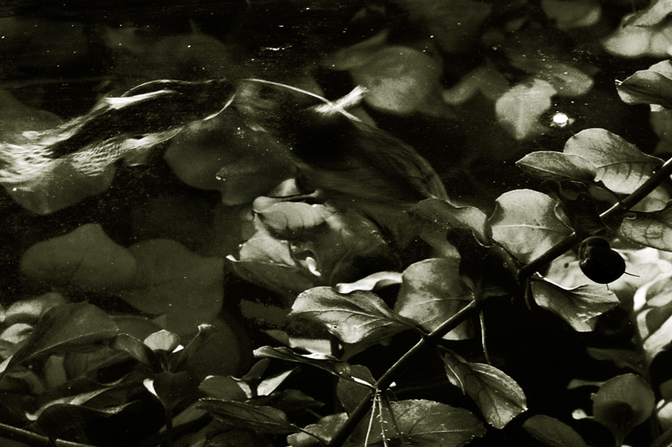 Фото жизнь (light) - Катерина Соболева - формы познания - а рыбы как люди