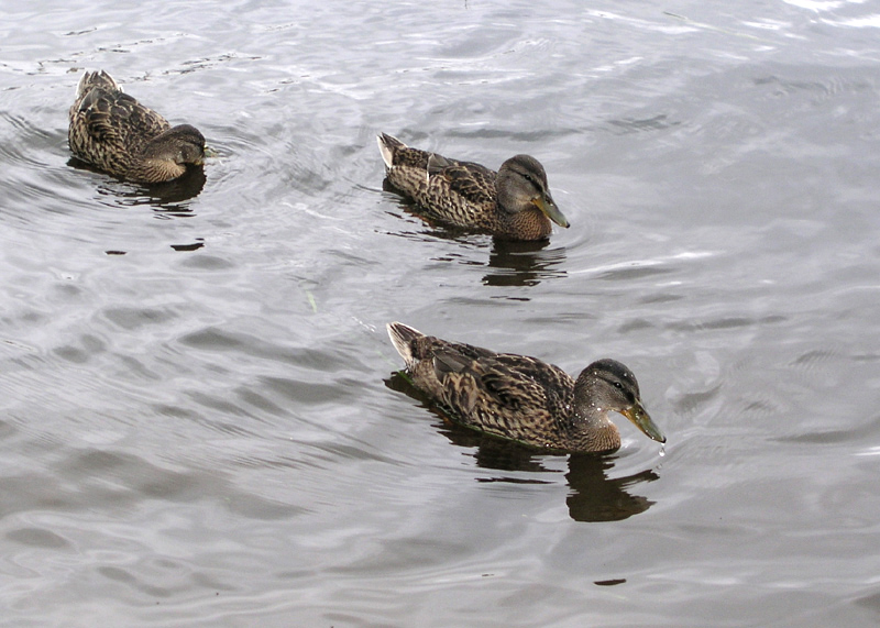 Фото жизнь (light) - Наташа Андреева - Всякие древности :) - Гонка с нырянием....