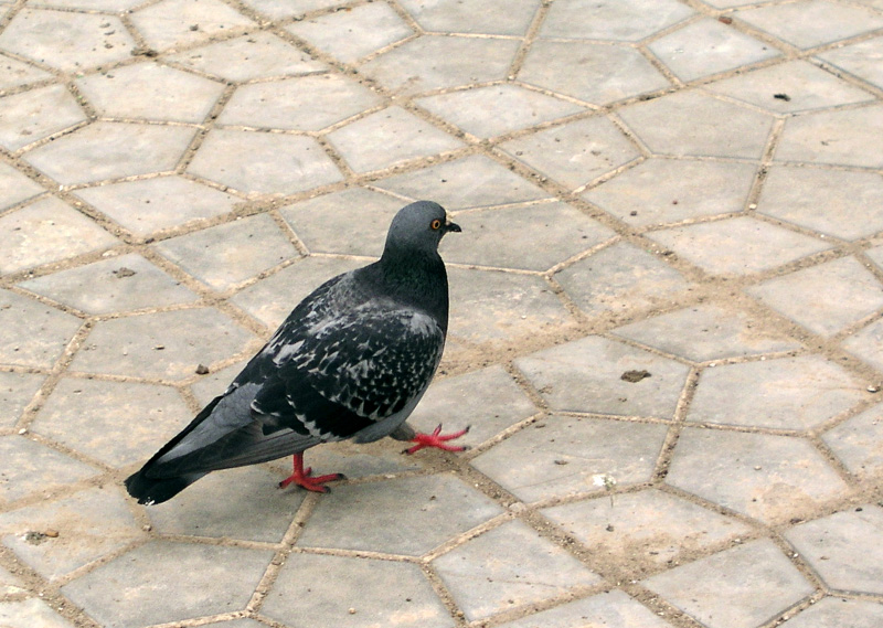 Фото жизнь (light) - Наташа Андреева - Всякие древности :) - А я иду, шагаю по Москве....