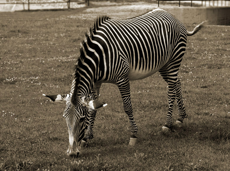 Фото жизнь (light) - Наташа Андреева - Всякие древности :) - Черно-белое настроение....