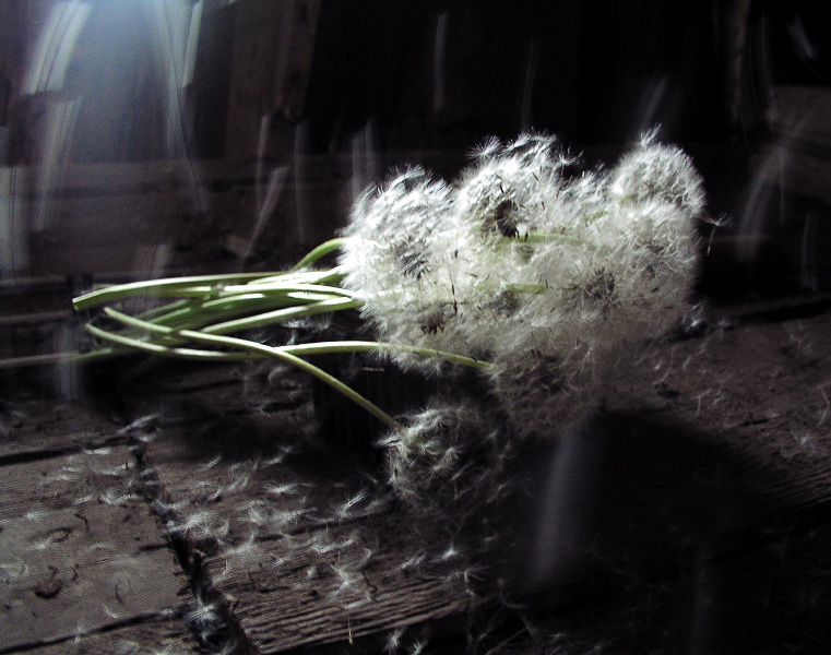 Фото жизнь (light) - Наташа Андреева - Всякие древности :) - Снегопад....