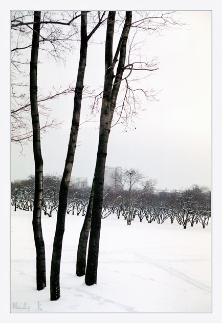 Фото жизнь (light) - Надежда Квитка - ПАПКА: РАБОТЫ, ПЕРЕНЕСЕННЫЕ С  PHOTOSIGHT.ru - Деревья в снегу утонули.. и пусть.. Повсюду зима.. Холод.. Грусть..