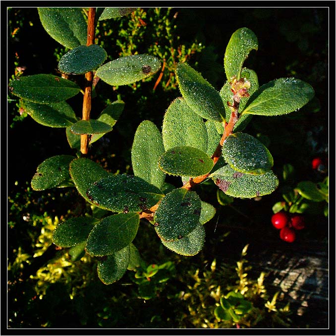Фото жизнь (light) - natabos - Мои любимые фотографии - Брусника в собственной росе. (блюдо такое, к дню рождения!) ;o))))