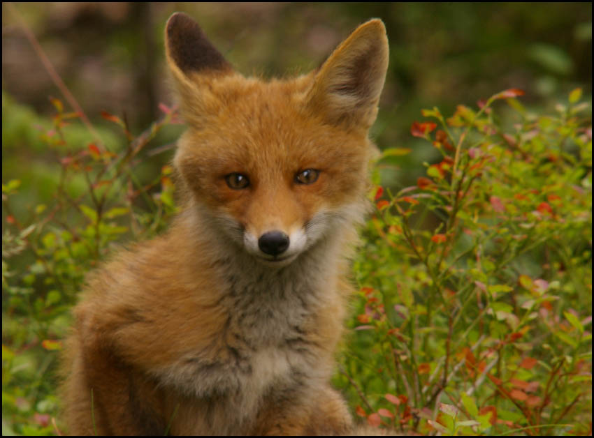 Фото жизнь (light) - natabos - Мои любимые фотографии - Лисенок в естественной среде обитания.