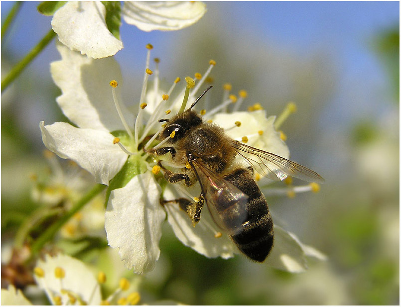 Фото жизнь - Cheremisinova-Simon_Galina - корневой каталог - Прилетела в гости Бабушка-пчела...