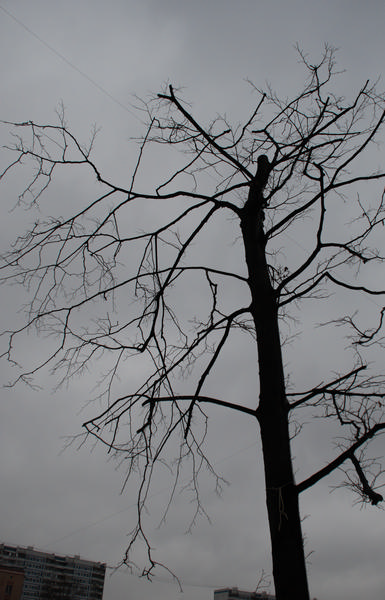 Фото жизнь (light) - Сергей Лазуткин - Пейзажи и виды. - И деревья тянут руки серые ...