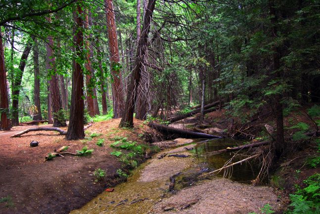 Фото жизнь (light) - OSA - С Фотосайта  - Ёлки-палки без мишек и шишек!