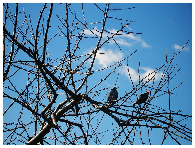 Фото жизнь - LeraL - корневой каталог - первые птицы