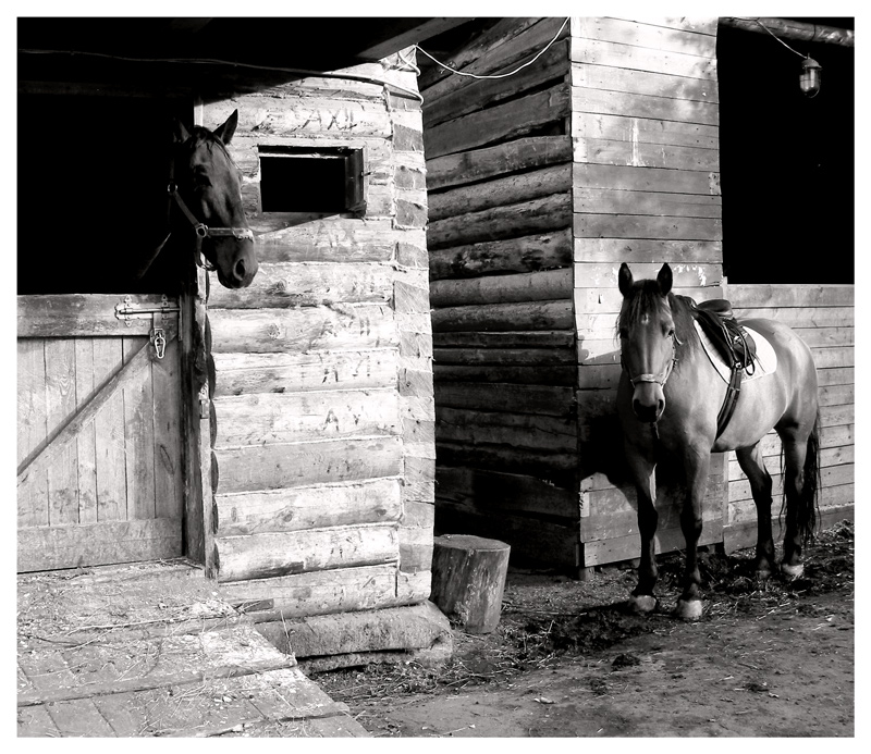 Фото жизнь (light) - LeraL - корневой каталог - конный двор