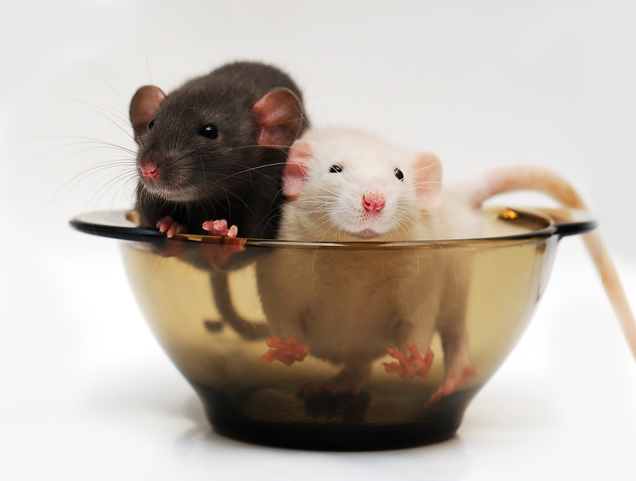 Фото жизнь (light) - Jessy - Alb3. Fancy Rats - А что на ужин?