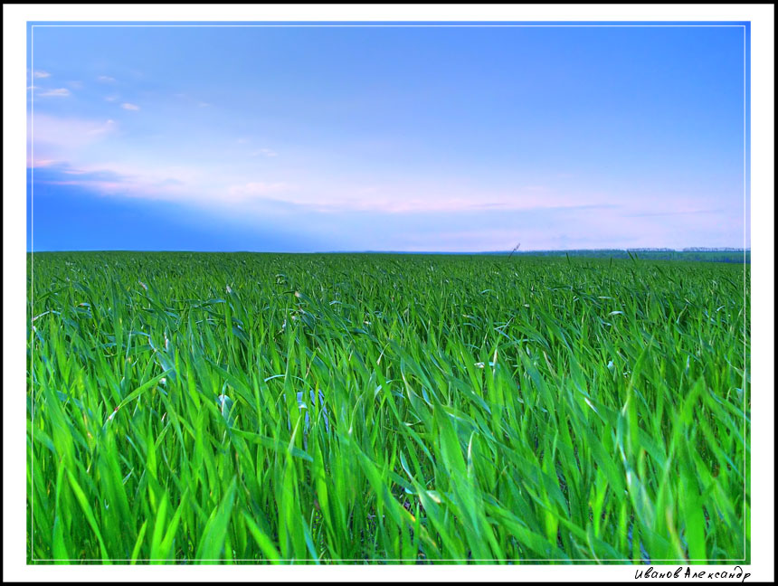 Фото жизнь (light) - ionico - Пейзаж - Пшеничное поле