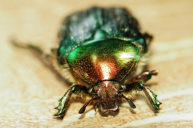 Фото жизнь (light) - A_A - Насекомые - ***