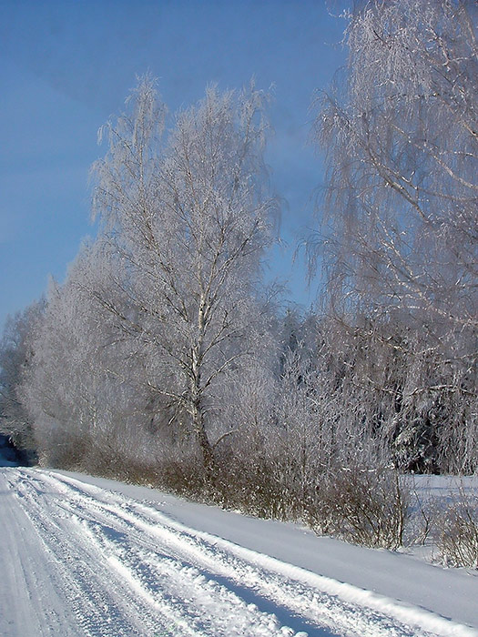 Фото жизнь - Ромуальд - Природа - Winter