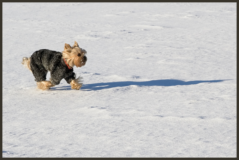 Фото жизнь (light) - Братаев Юра - корневой каталог - покоритель снежных пустынь