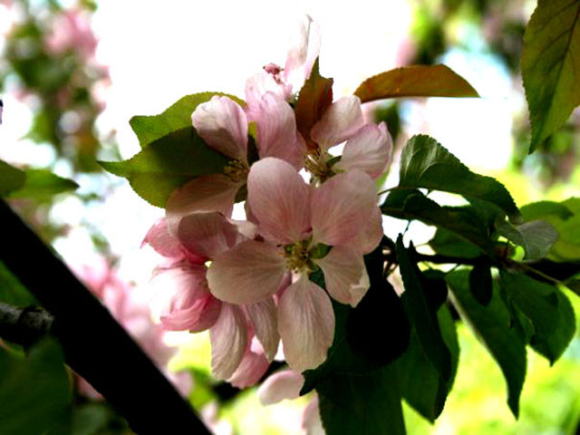 Фото жизнь (light) - Enegma - цветы,насекомые и прочее(Макро) - Цветы яблони