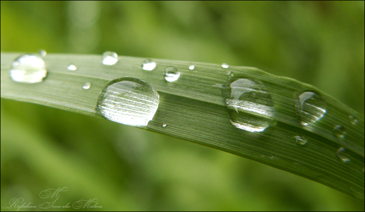 Фото жизнь (light) - Malena - ПРИРОДА - ...мини-лупы...