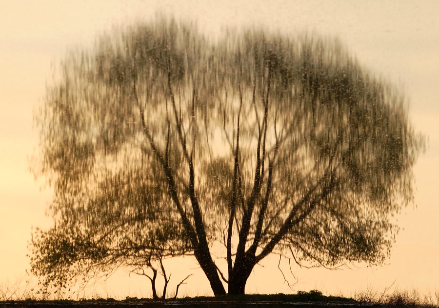 Фото жизнь - Алексей Андросов - Всякое разное - дерево