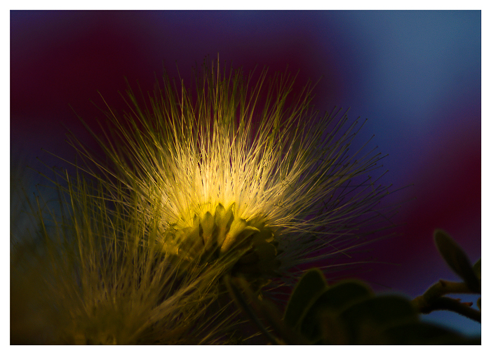 Фото жизнь (light) - kuchum13 - Растения, насекомые, мелкая живность, ракушки, камушки - Цветущее дерево 