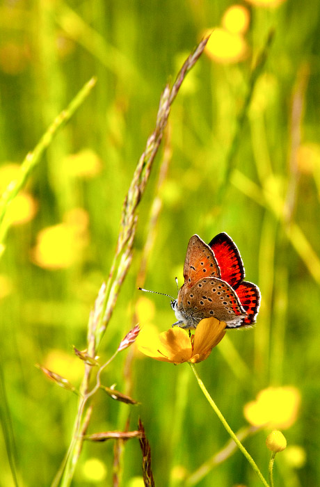 Фото жизнь (light) - lexiv - корневой каталог - Лютики и мотылек