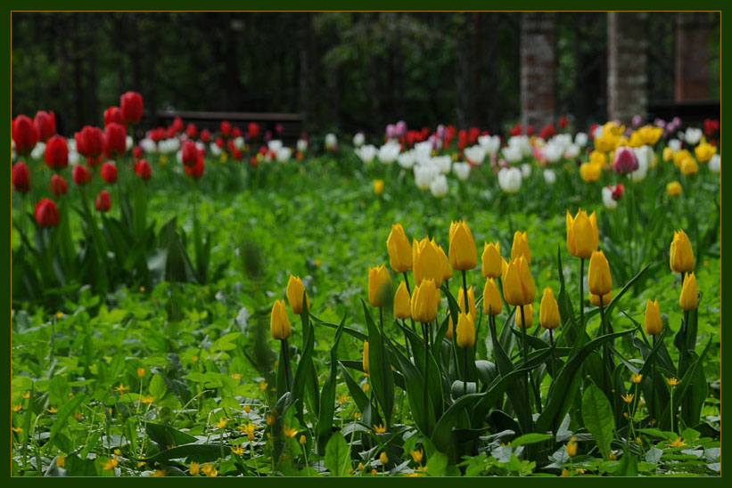 Фото жизнь (light) - Jessy - Alb2. Птички и Цветочки - Тюльпаны, тюльпаны, тюльпаны...