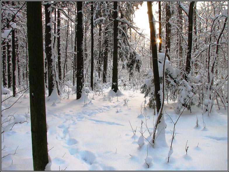 Фото жизнь (light) - andreanto - Природа, пейзаж - Зимний лес