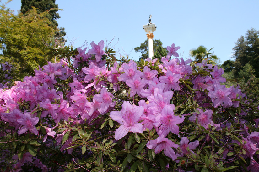 Фото жизнь - kashe - Мой город - Май, цветут рододендроны