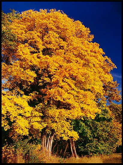 Фото жизнь (light) - AlexKazachok - корневой каталог - Осень. Кислое дерево.