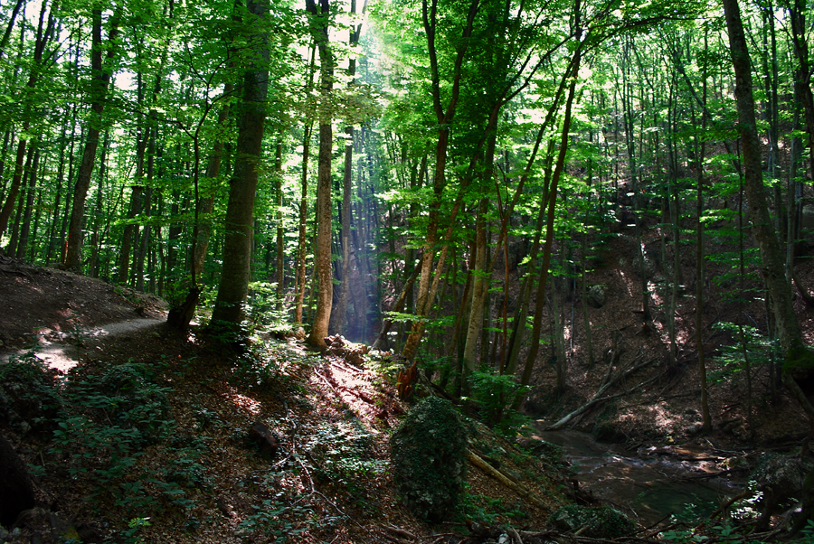 Фото жизнь (light) - Justine Diamant - Пейзажи - Чудеса в лесах Ай-Петри