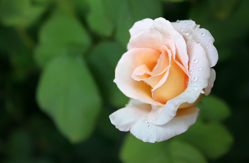 Фото жизнь (light) - de_JUJU - флора и фауна - южная роза