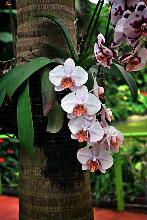 Фото жизнь - Синицына Ольга - Об Израиле. С любовью :) - ненавязчивый шарм орхидей