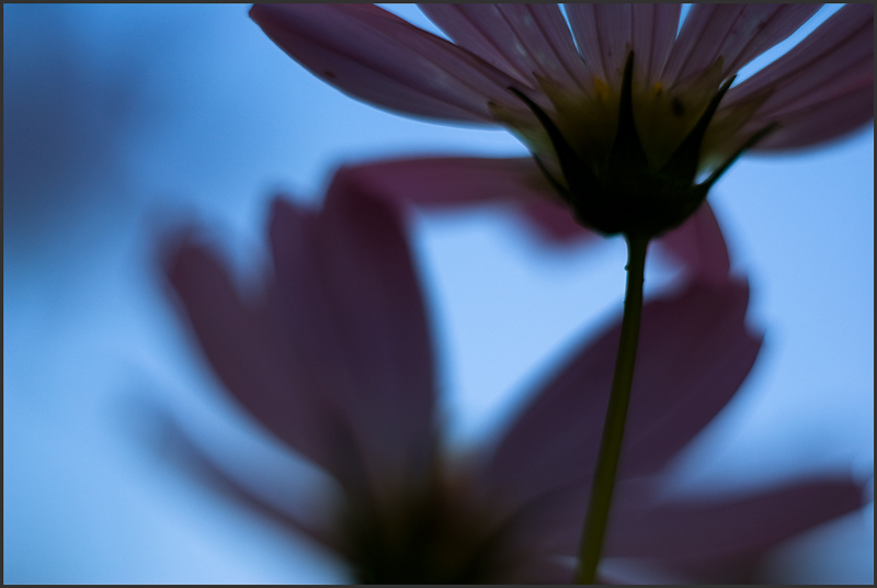 Фото жизнь (light) - Porco - корневой каталог - дачный сон: предрассветное пробуждение