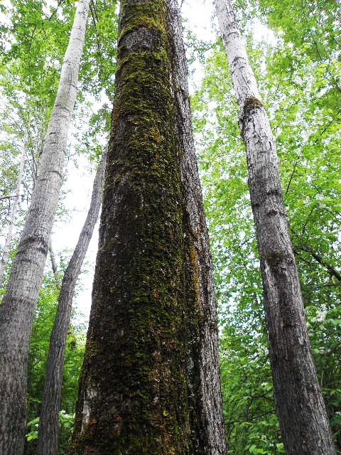Фото жизнь - soulshade - корневой каталог - лесные колонны 