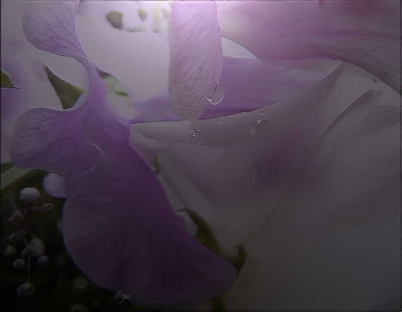 Фото жизнь (light) - Angela Wojtowska  -  МАКРО (цветы) - на лиловых крыльях...