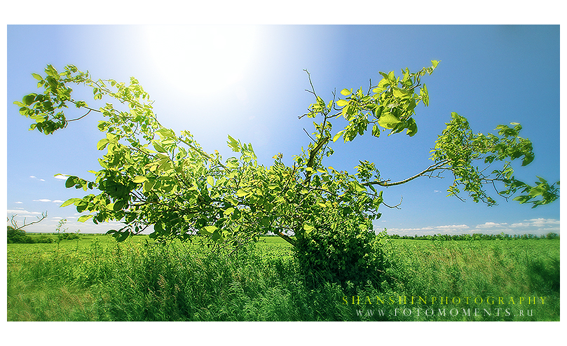 Фото жизнь (light) - gash - корневой каталог - раскинулось ветко широко