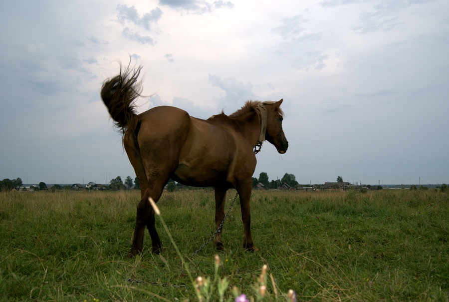 Фото жизнь (light) - -koloss- - Альбом - Лошадь