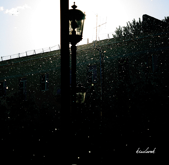 Фото жизнь (light) - Kseniya Kiselevak - корневой каталог - ..ЛЕТНИЙ СНЕГОПАД..